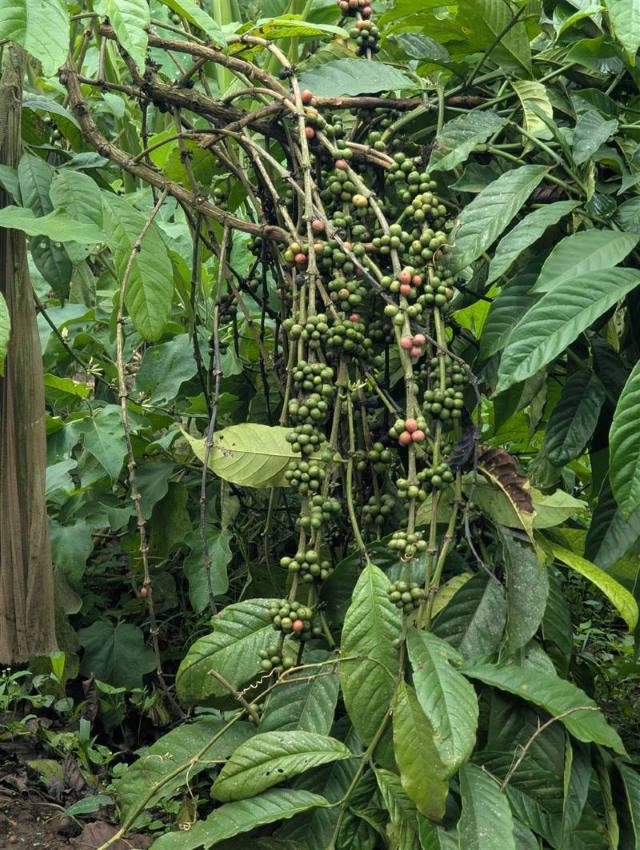 Racimo de cerezas de café, verdes y rojas, entre hojas