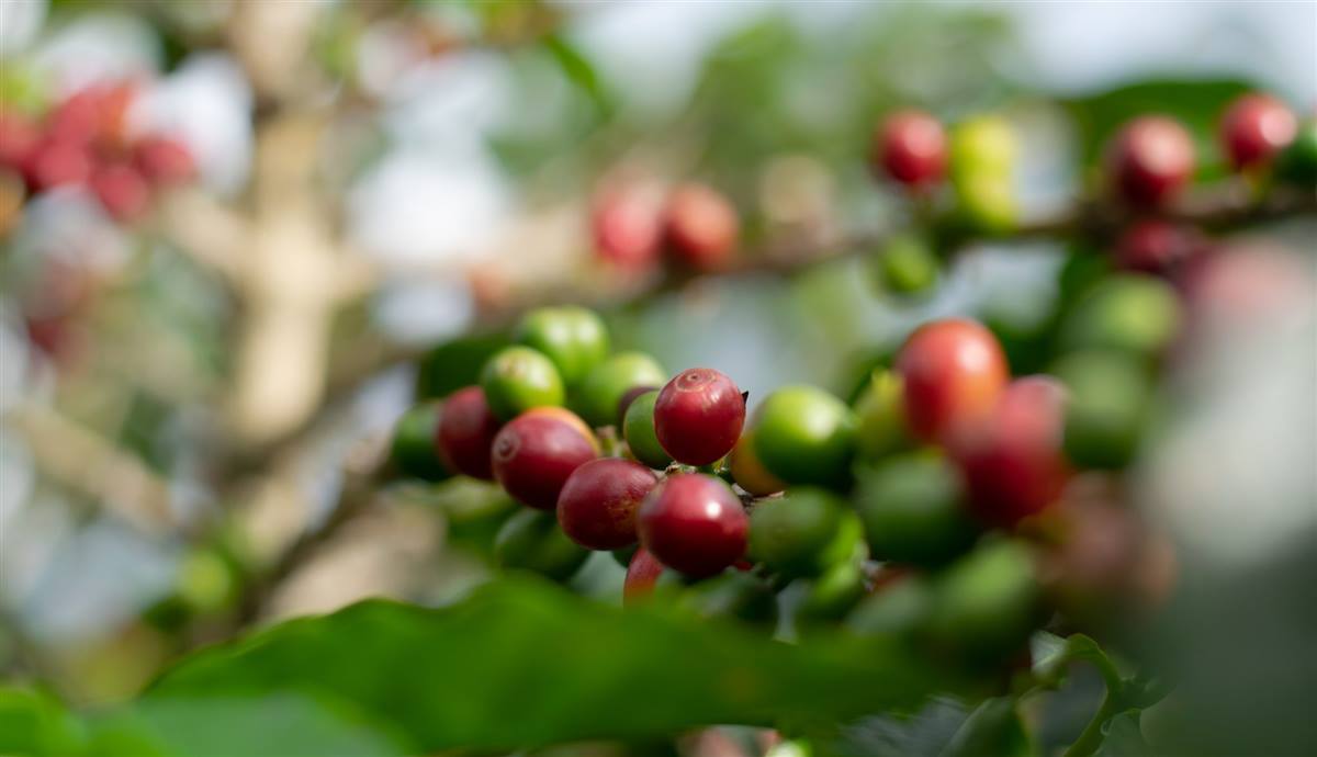 Cerezas de café maduras y verdes en la rama